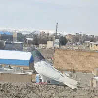 کفتر پرنده|پرنده|میانه, |دیوار