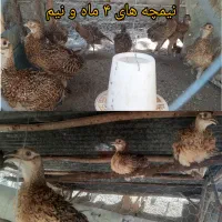 مرغ و خروس آمریکایی زینتی نیمچه نر و ماده|حیوانات مزرعه|رشت, یخسازی|دیوار