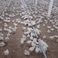 سالن کار مرغداری