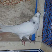 طوقی ماده|پرنده|بندر ماهشهر, |دیوار