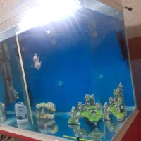 اکواریوم