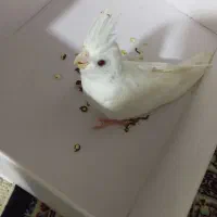 عروس هلندی البینیو|پرنده|بندرعباس, |دیوار