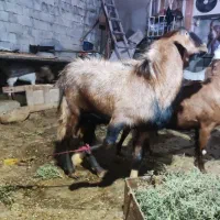 پازن هل عدانی .1ساله