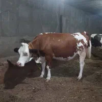 سیمنتال ابستن شرابی .آدرس خود شهر مراغه .