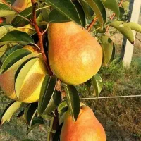 فروش نهال های با اصالت لیبل دار|خدمات باغبانی و درختکاری|شبستر, |دیوار