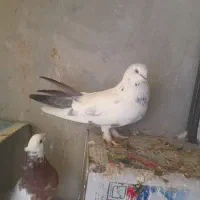 کبوتر پور سو قدیمی