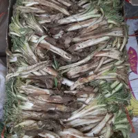 کنگر ، باقلا و سبزهای کوهی