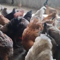 مرغ برهما|حیوانات مزرعه|دوگنبدان, |دیوار