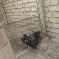 مرغ گلین خال سوزنی