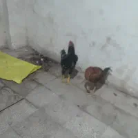 خروس ومرغ لاری|حیوانات مزرعه|تبریز, |دیوار