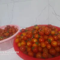 گوج باغی