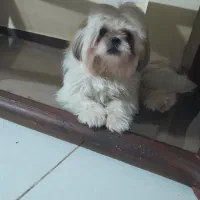 واگذاری سگ . میکس پیکینیز امپریال و شیتسو کراس|سگ|ساری, |دیوار