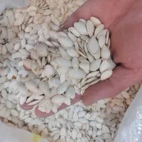 تخمه کدو درجه یک نو|عمده‌فروشی|سمیرم, |دیوار