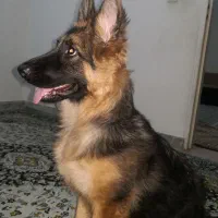 سگ ژرمن|سگ|کرج, گوهردشت|دیوار