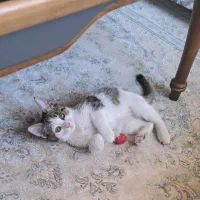 بچه گربه|گربه|تهران, جنتآباد مرکزی|دیوار