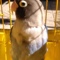 طوطی برزیلی