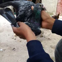 کبوتر مسافتی معاوضه|پرنده|خان ببین, |دیوار