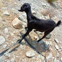 کهره ماده