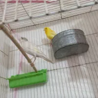 فروش قناری|پرنده|سراوان, |دیوار