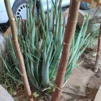 آلوئه ورا تازه و آبدار|گل و گیاه طبیعی|کاشان, ۲۲ بهمن|دیوار