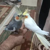 جفت عروس هلندی