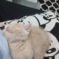 گربه|گربه|مشهد, سناباد|دیوار
