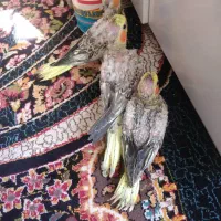 جوجه عروس هلندی