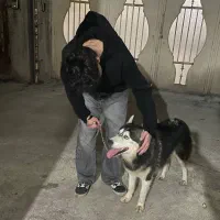 سگ هاسکی چشم ابی فوری|سگ|رشت, سلیمانداراب|دیوار