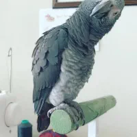 کاسکو دم شکلاتی سخنگو ( نر ) باهوش با استعداد