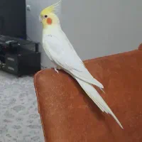 عروس هلندی نر لویتو رام و سخنگو