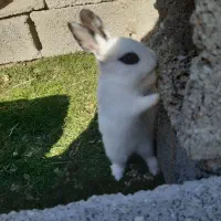 بچه خرگوش زیبا و بازیگوش