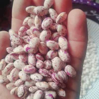 لوبیا چیتی|خوردنی و آشامیدنی|اصفهان, باغ فردوس|دیوار