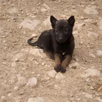 مالینویز|سگ|صدرا-فارس, فاز ۱|دیوار