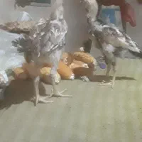 جوجه لاری