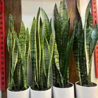 گل آپارتمانی سانسوریا