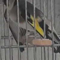 سهره نر دستباز مست جوجه سال