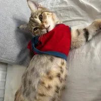 گربه ماده عقیم شده
