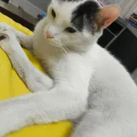 گربه رایگان|گربه|کرج, مهرویلا شمالی|دیوار