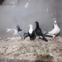 کربلایی  کفتر  سار دسپر