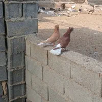 فوری|پرنده|رامشیر, |دیوار