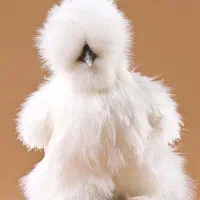 تخم‌ مرغ ابریشمی اصیل نطفه دار