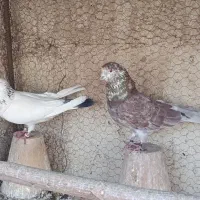 3 تا نر کله دم سبز و گرگی گروبندی