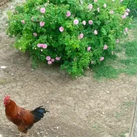 اجاره زمین کشاورزی