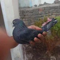 جفت کفتر تهرانی با تخم|پرنده|قم, باغ شازده|دیوار