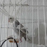 چند جفت مولد روی تخم|پرنده|بجنورد, |دیوار