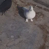 کفتر ماده ، پاپر پرشی..|پرنده|پاکدشت, پاکدشت (مامازند)|دیوار