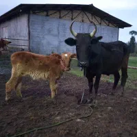 گاو (کولدار/ نافدار) + گوساله نر کوله