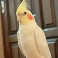 عروس هلندی گمشده