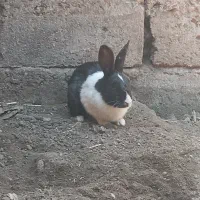 خرگوش سیاه هست