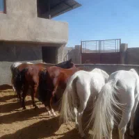 خریدوفروش اسب پالونی وباری|اسب و تجهیزات اسب‌سواری|لاران, |دیوار